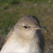 Trädgårdssångare, Sundre 20070608